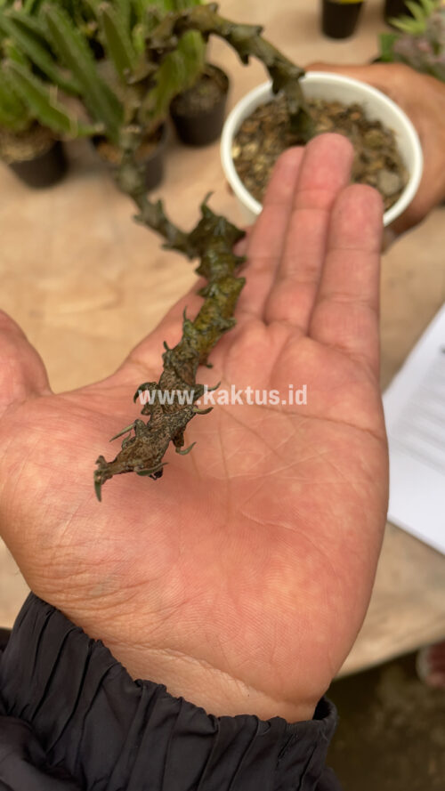 Ceropegia Bosseri, real gallery image #16 plants. Picture taken directly from kaktus.id community Ceropegia farmer green houses.