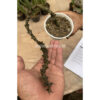 Ceropegia Bosseri, real feature image plant. Picture taken directly from kaktus.id community Ceropegia farmer green houses.