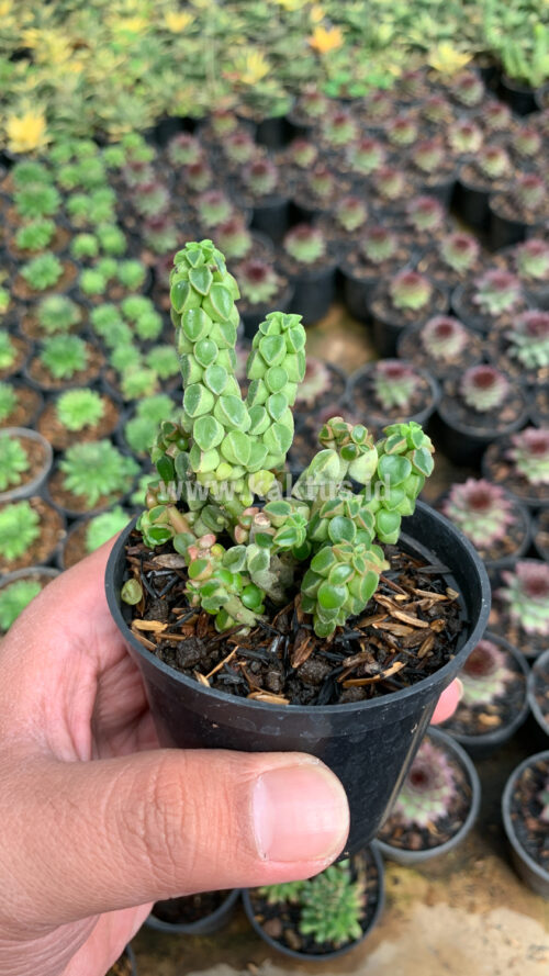 Peperomia Columella, real gallery image #6 plants. Picture taken directly from kaktus.id community Peperomia farmer green houses.