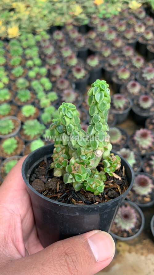 Peperomia Columella, real gallery image #5 plants. Picture taken directly from kaktus.id community Peperomia farmer green houses.