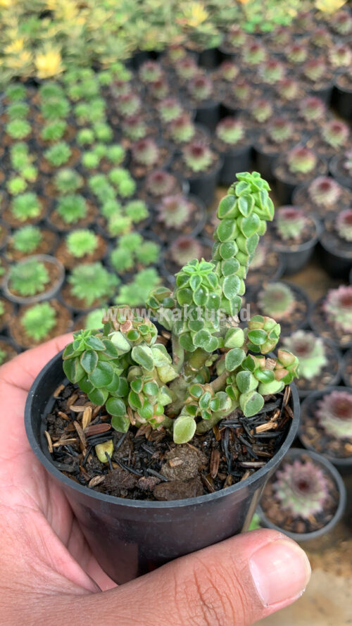 Peperomia Columella, real gallery image #4 plants. Picture taken directly from kaktus.id community Peperomia farmer green houses.