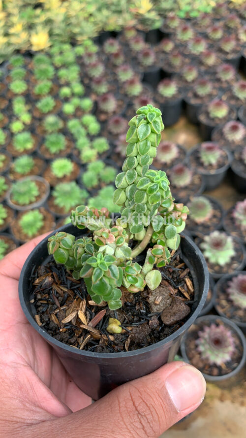Peperomia Columella, real gallery image #3 plants. Picture taken directly from kaktus.id community Peperomia farmer green houses.