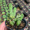 Peperomia Columella, real gallery image #2 plants. Picture taken directly from kaktus.id community Peperomia farmer green houses.