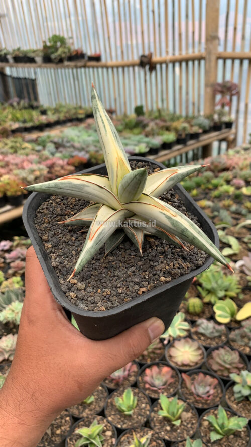 Sansevieria Blue Clone White Variegated, real gallery image #13 plants. Picture taken directly from kaktus.id community Sansevieria farmer green houses.