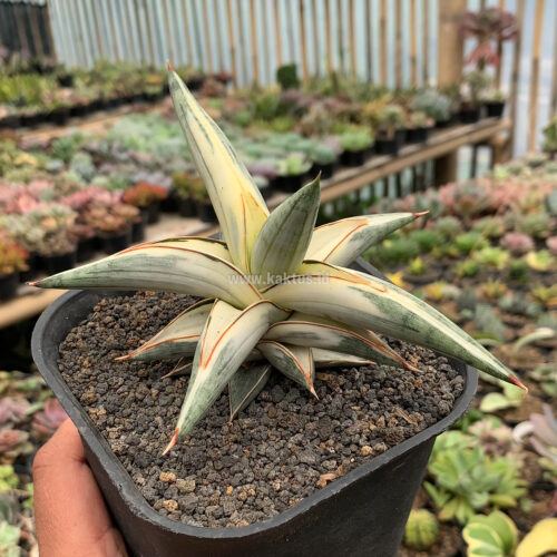 Sansevieria Blue Clone White Variegated, real gallery image #11 plants. Picture taken directly from kaktus.id community Sansevieria farmer green houses.