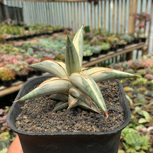 Sansevieria Blue Clone White Variegated, real gallery image #9 plants. Picture taken directly from kaktus.id community Sansevieria farmer green houses.