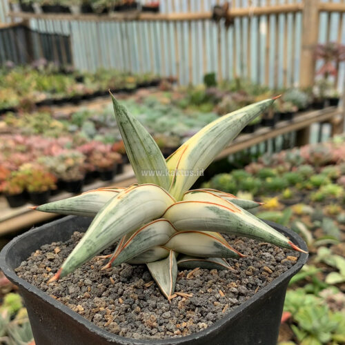 Sansevieria Blue Clone White Variegated, real gallery image #7 plants. Picture taken directly from kaktus.id community Sansevieria farmer green houses.