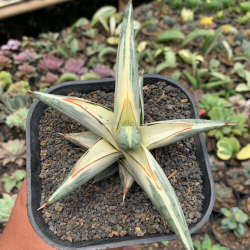 Sansevieria Blue Clone White Variegated, real gallery image #5 plants. Picture taken directly from kaktus.id community Sansevieria farmer green houses.
