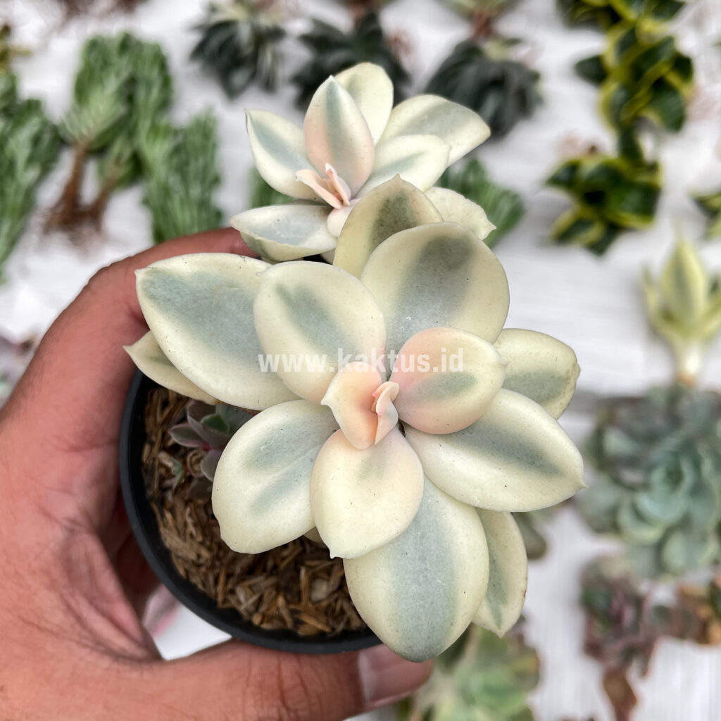 kaktus.id