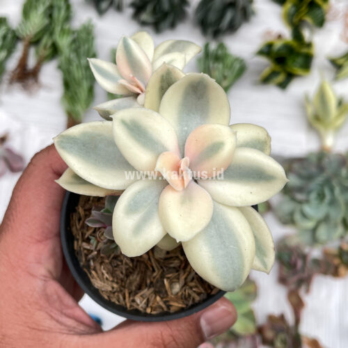 Echeveria Decora Aurea Variegated ( Single Head ), real gallery image #7 plants. Picture taken directly from kaktus.id community Echeveria farmer green houses.