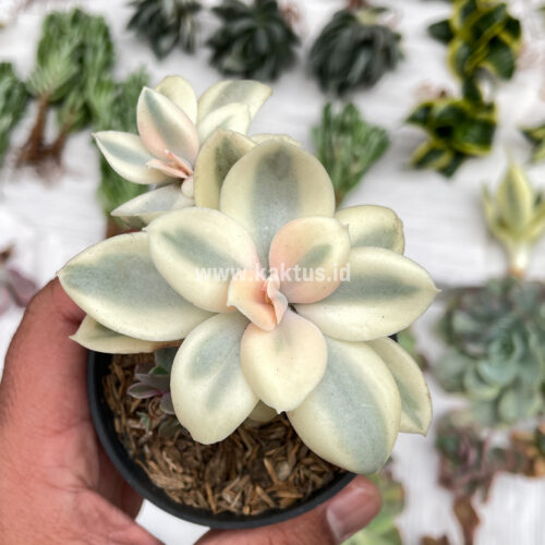 Echeveria Decora Aurea Variegated ( Single Head ), real gallery image #16 plants. Picture taken directly from kaktus.id community Echeveria farmer green houses.