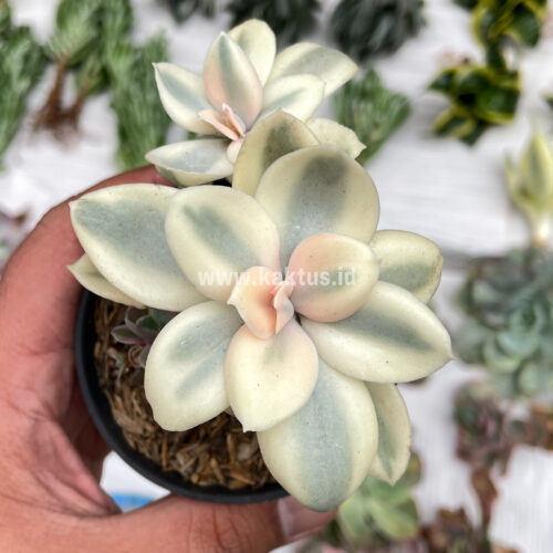 Echeveria Decora Aurea Variegated ( Single Head ), real gallery image #17 plants. Picture taken directly from kaktus.id community Echeveria farmer green houses.