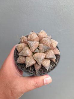 Haworthia Padmaraga 'Chocholate Hybrid', real gallery image #2 plants. Picture taken directly from kaktus.id community Haworthia farmer green houses.
