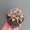 Haworthia Padmaraga 'Chocholate Hybrid', real feature image plant. Picture taken directly from kaktus.id community Haworthia farmer green houses.