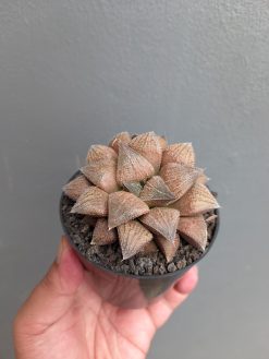 Haworthia Padmaraga 'Chocholate Hybrid', real gallery image #11 plants. Picture taken directly from kaktus.id community Haworthia farmer green houses.