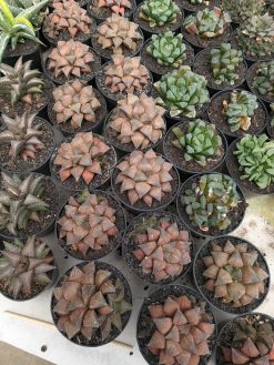 Haworthia Padmaraga 'Chocholate Hybrid', real gallery image #1 plants. Picture taken directly from kaktus.id community Haworthia farmer green houses.