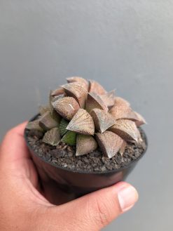 Haworthia Padmaraga 'Chocholate Hybrid', real gallery image #3 plants. Picture taken directly from kaktus.id community Haworthia farmer green houses.