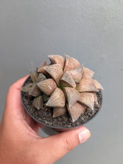Haworthia Padmaraga 'Chocholate Hybrid', real gallery image #4 plants. Picture taken directly from kaktus.id community Haworthia farmer green houses.