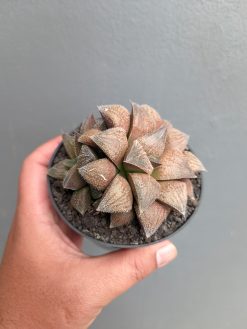 Haworthia Padmaraga 'Chocholate Hybrid', real gallery image #5 plants. Picture taken directly from kaktus.id community Haworthia farmer green houses.