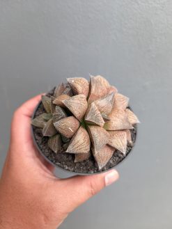 Haworthia Padmaraga 'Chocholate Hybrid', real gallery image #6 plants. Picture taken directly from kaktus.id community Haworthia farmer green houses.