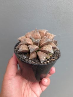 Haworthia Padmaraga 'Chocholate Hybrid', real gallery image #7 plants. Picture taken directly from kaktus.id community Haworthia farmer green houses.