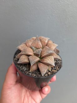 Haworthia Padmaraga 'Chocholate Hybrid', real gallery image #8 plants. Picture taken directly from kaktus.id community Haworthia farmer green houses.