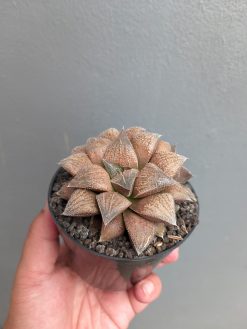 Haworthia Padmaraga 'Chocholate Hybrid', real gallery image #9 plants. Picture taken directly from kaktus.id community Haworthia farmer green houses.