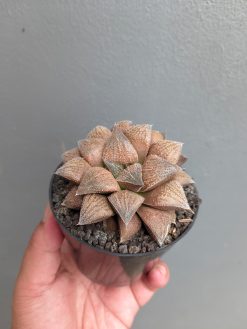Haworthia Padmaraga 'Chocholate Hybrid', real gallery image #10 plants. Picture taken directly from kaktus.id community Haworthia farmer green houses.