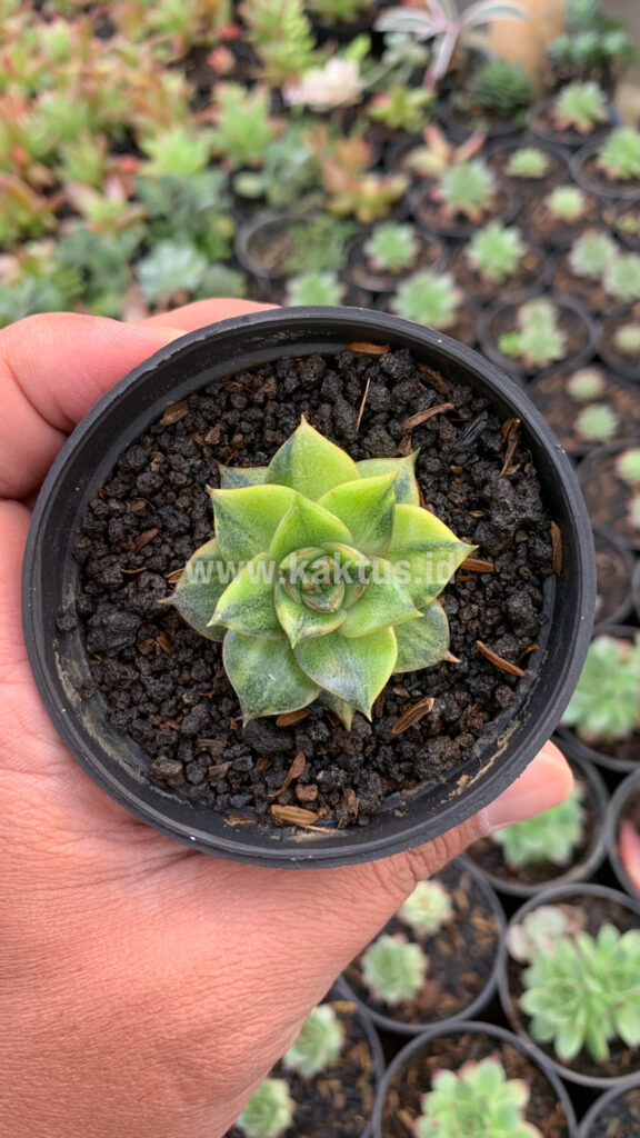 kaktus.id