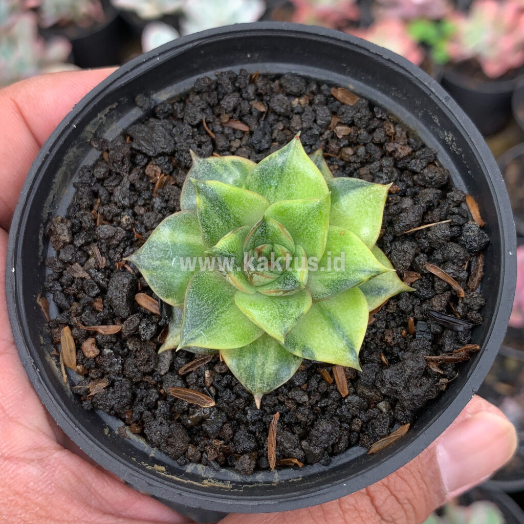 kaktus.id