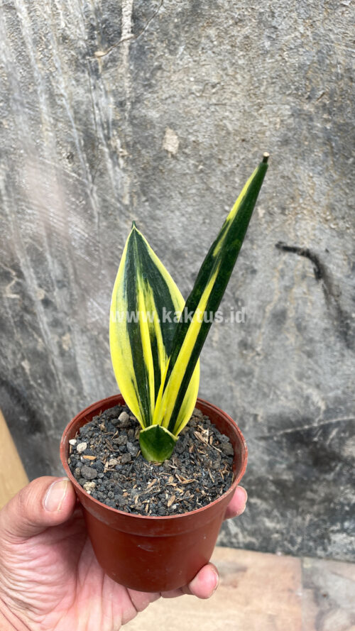 Sansevieria Gold Flame Pipe Leaf, real gallery image #19 plants. Picture taken directly from kaktus.id community Sansevieria farmer green houses.