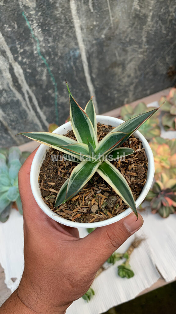 kaktus.id