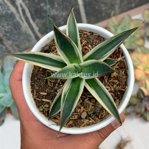 783. Agave Snow Glow