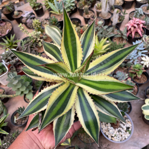 Agave Univittata, real gallery image #2 plants. Picture taken directly from kaktus.id community Agave farmer green houses.