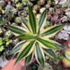 Agave Univittata, real gallery image #3 plants. Picture taken directly from kaktus.id community Agave farmer green houses.