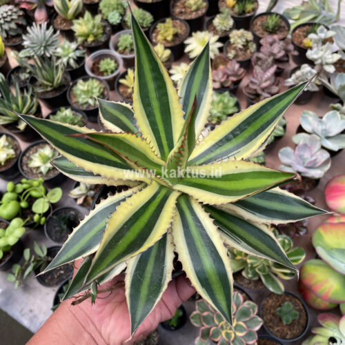 Agave Univittata, real gallery image #4 plants. Picture taken directly from kaktus.id community Agave farmer green houses.