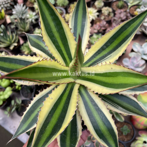 Agave Univittata, real gallery image #1 plants. Picture taken directly from kaktus.id community Agave farmer green houses.