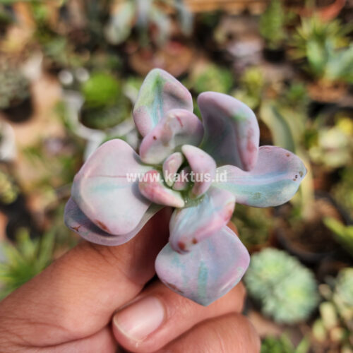Pachyveria Pink Candy, real gallery image #2 plants. Picture taken directly from kaktus.id community Pachyveria farmer green houses.