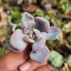 Pachyveria Pink Candy, real gallery image #3 plants. Picture taken directly from kaktus.id community Pachyveria farmer green houses.