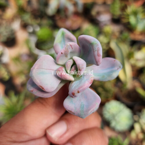 Pachyveria Pink Candy, real gallery image #4 plants. Picture taken directly from kaktus.id community Pachyveria farmer green houses.