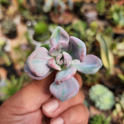 Pachyveria Pink Candy, real gallery image #5 plants. Picture taken directly from kaktus.id community Pachyveria farmer green houses.