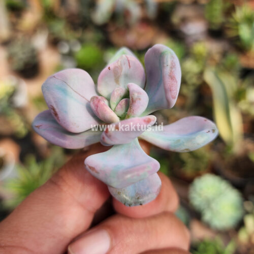 Pachyveria Pink Candy, real gallery image #1 plants. Picture taken directly from kaktus.id community Pachyveria farmer green houses.