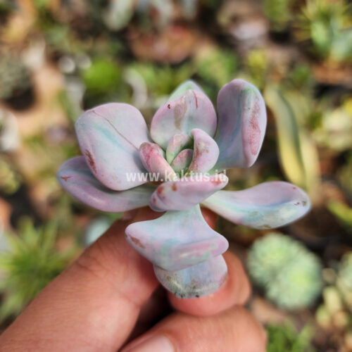 Pachyveria Pink Candy, real gallery image #7 plants. Picture taken directly from kaktus.id community Pachyveria farmer green houses.