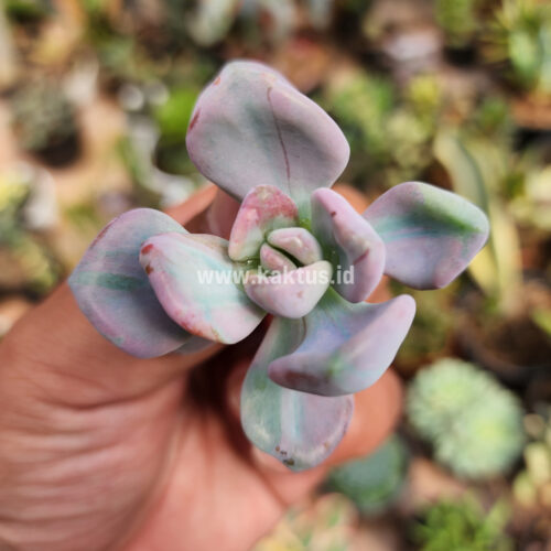 Pachyveria Pink Candy, real gallery image #6 plants. Picture taken directly from kaktus.id community Pachyveria farmer green houses.
