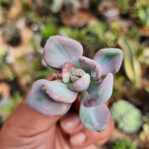 Pachyveria Pink Candy, real gallery image #8 plants. Picture taken directly from kaktus.id community Pachyveria farmer green houses.