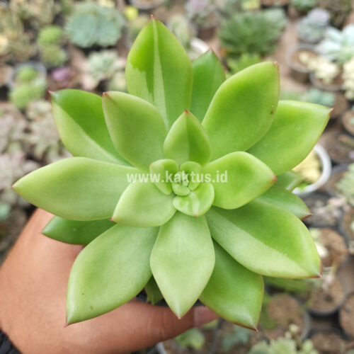 Echeveria Agavoides Miranda Silver Variegated, real gallery image #2 plants. Picture taken directly from kaktus.id community Echeveria farmer green houses.