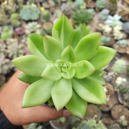 Echeveria Agavoides Miranda Silver Variegated, real gallery image #3 plants. Picture taken directly from kaktus.id community Echeveria farmer green houses.