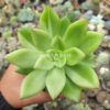 Echeveria Agavoides Miranda Silver Variegated, real gallery image #4 plants. Picture taken directly from kaktus.id community Echeveria farmer green houses.