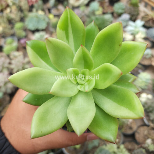 Echeveria Agavoides Miranda Silver Variegated, real gallery image #5 plants. Picture taken directly from kaktus.id community Echeveria farmer green houses.