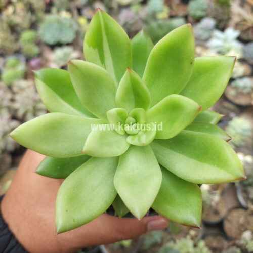Echeveria Agavoides Miranda Silver Variegated, real gallery image #6 plants. Picture taken directly from kaktus.id community Echeveria farmer green houses.